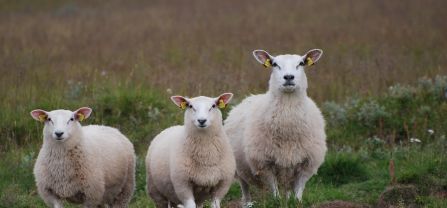 Three sheep standing in a meadow and facing the camera. 