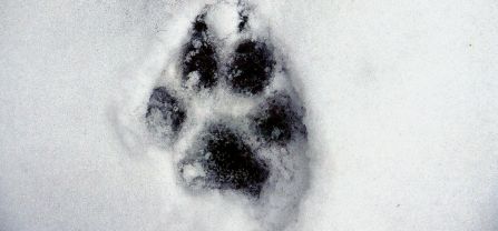Wolf track in the snow. 