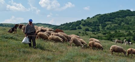 A Polish shepherd walks next to his flock of sheep on a green pasture. 