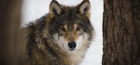A wolf ist standing between two trees and looks into the camera.