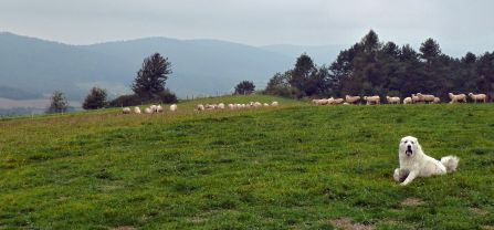 A livestock guarding dog laying on a meadow in Poland. A flock of sheep is standing in the background.