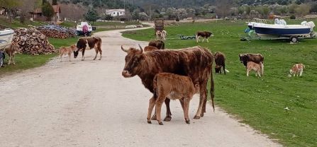 Cattle in Prespa. 