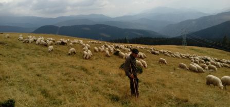 A Romanian shepherd and his flock of sheep. 