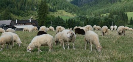 Sheep grazing near a village with the mountains in the background. 