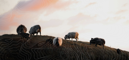 Sheep on top of a hill