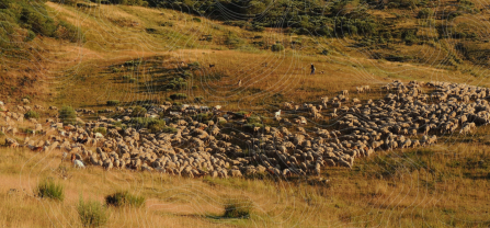A shepherd is walking through a beautiful mountain pasture with a large flock of sheep. Topographical lines were drawn over the image. 