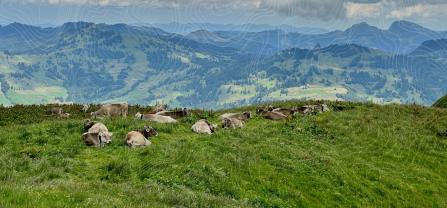 A group of cattle is seen lying in a pasture with a hilly landscape in the background. Topographical lines were drawn over the image. 