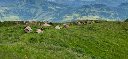 A group of cattle is seen lying in a pasture with a hilly landscape in the background. Topographical lines were drawn over the image. 