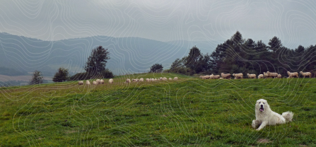 A livestock guarding dog laying on a meadow in Poland. A flock of sheep is standing in the background. Topographical lines were drawn over the image.  
