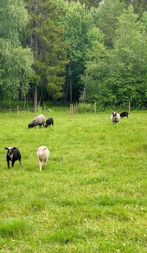 Sheep in fenced pasture