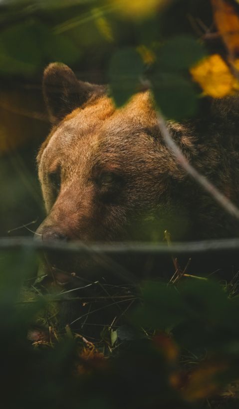 A brown bear partly hidden behind shrubs.