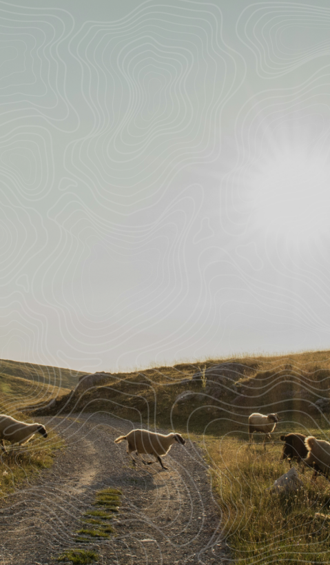 A group of sheep are running across a little road on a sunny day.