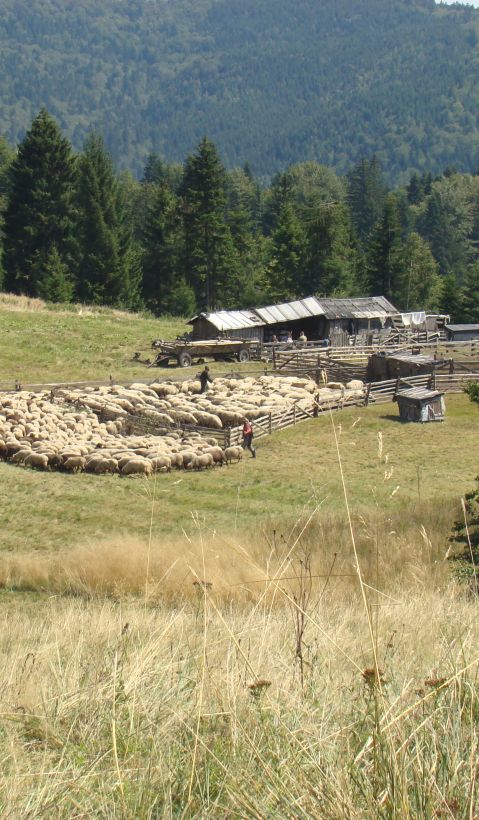 Sheepfold in Vrancea Mountains.