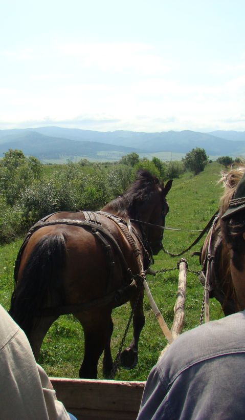 Two men on riding on a carriage in a beautiful green mountain area.