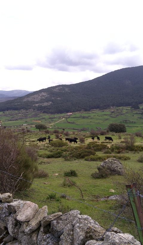 Traditional stone walls and wire fencing surrounding grazing areas in El Espinar. These enclosures mark property boundaries and restrict livestock movement but offer limited protection against wolf. 