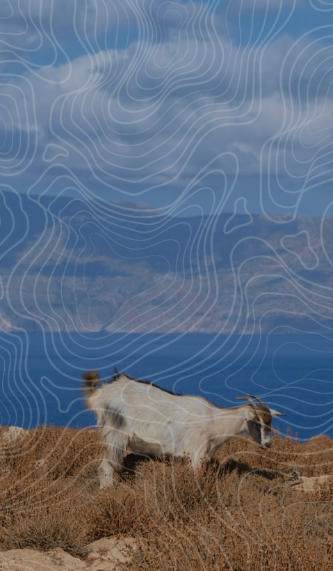 A goat standing in a shrubby pasture on Crete, with the Greek mainland in the background.