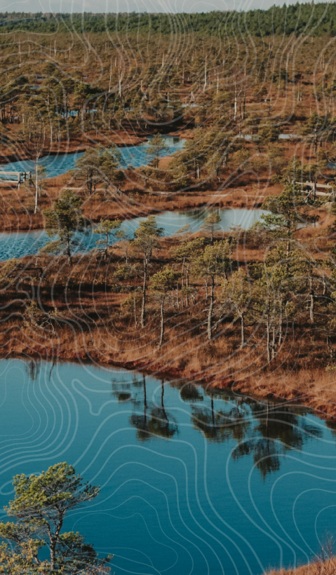 A marshy landscape full of small lakes