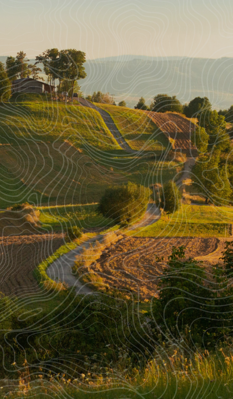 A hilly and green agricultural landscape in the morning light.