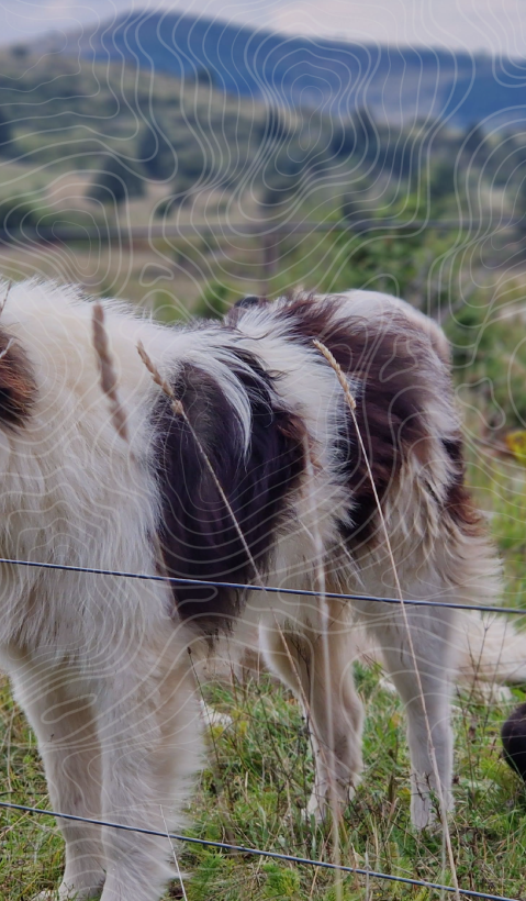 Two Livestock Guarding Dogs behind an electric fence in Slovenia. 