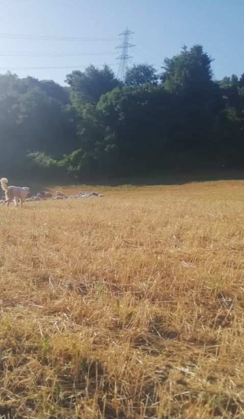 Two livestock guarding dogs on a field.