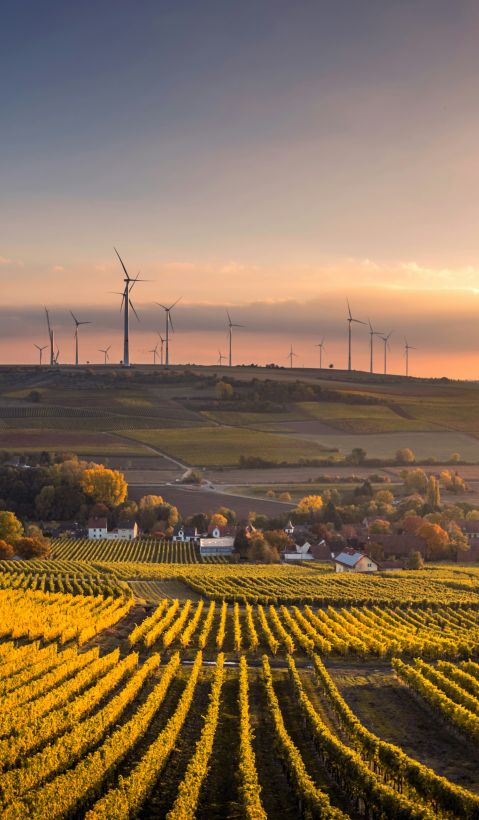A heterogeneous agricultural landscape.