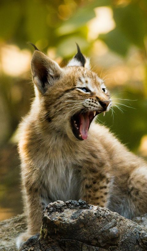 A young lynx sits on a rock and yawns.