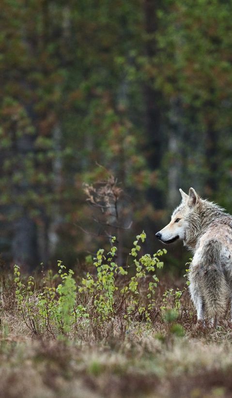 A white wolve looking over its shoulder.