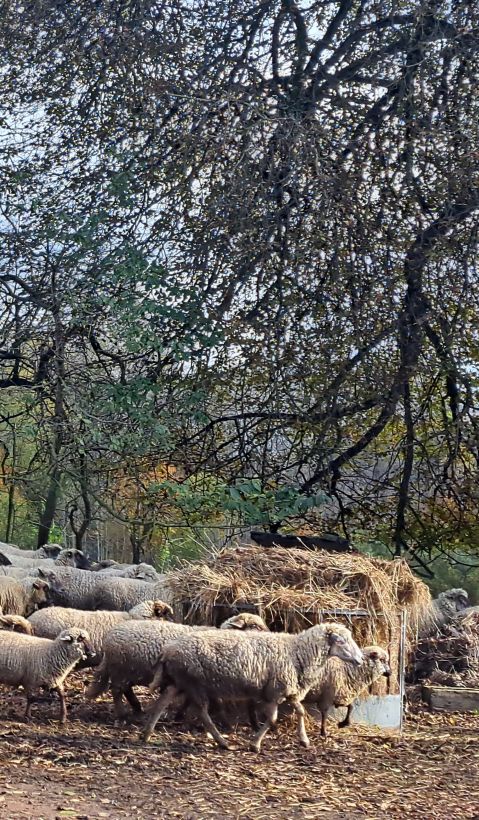 A group of sheep heads out to the pasture after spending the night safely enclosed in a shed. 