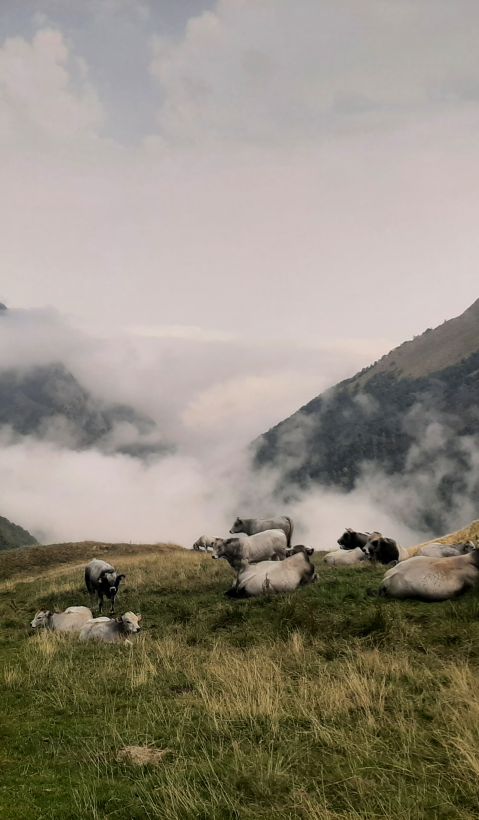 A group of cattle is laying on a mountain pasture. 