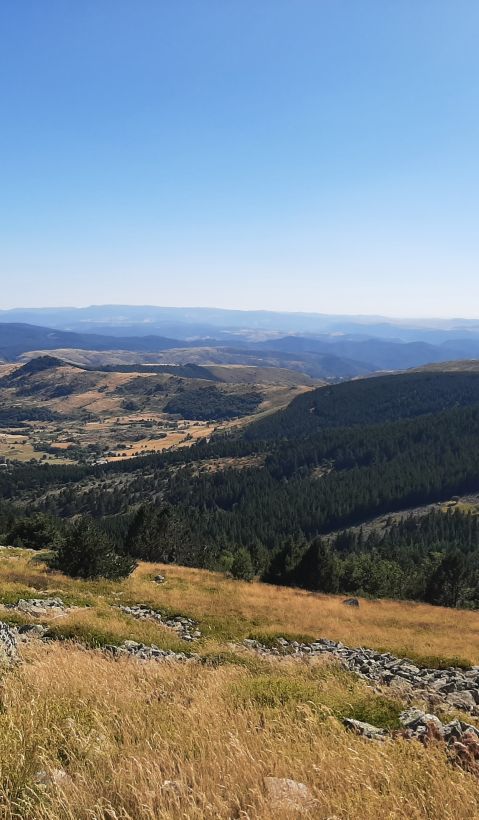 The Mont Lozère landscape is a plateau characterised by a wide variety of habitats, but above all it is an extensive grazing area to which flocks of sheep and cattle migrate.