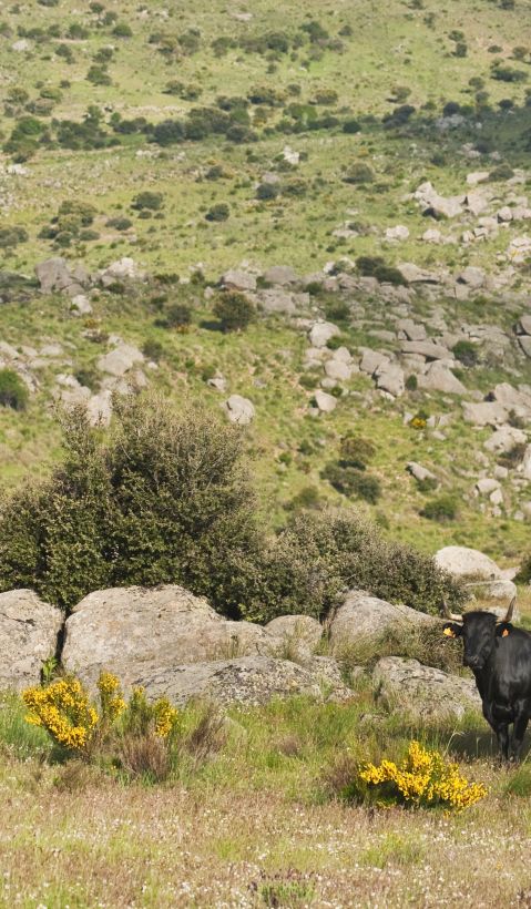 Extensive grazing of Avileña-Negra Ibérica cattle.