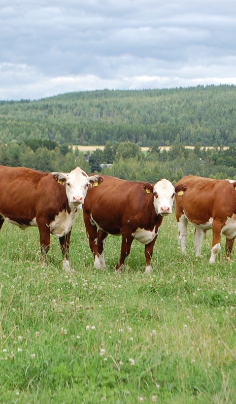 Three brown and white cows on a beautiful green pasture. 