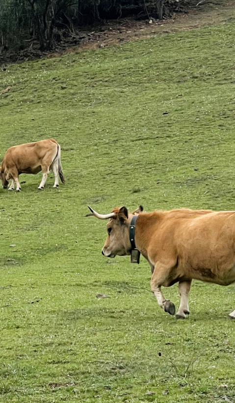 Cows