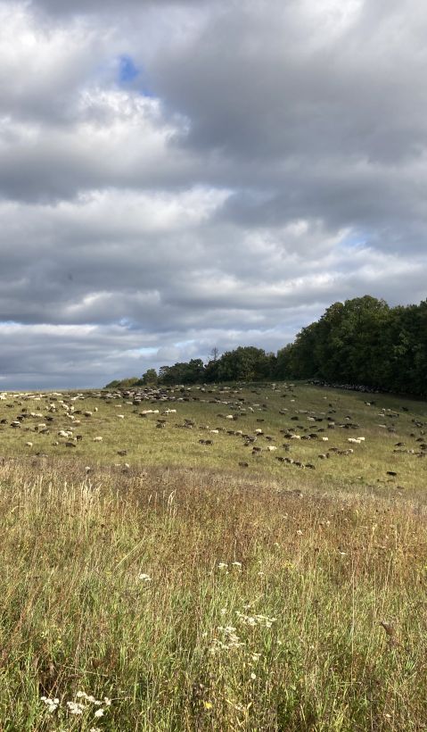 A flock of sheep on a beautiful pasture in Brandenburg. 