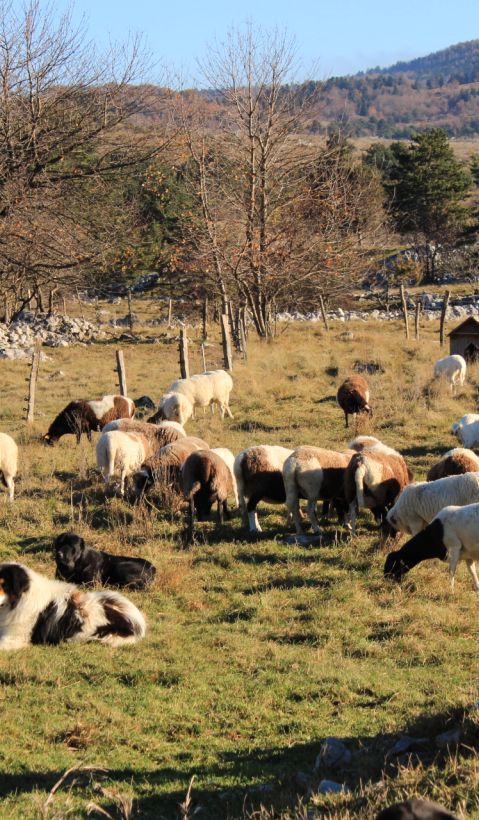 Two livestock guarding dogs are laying on a pasture surrounded by a flock of sheep. 
