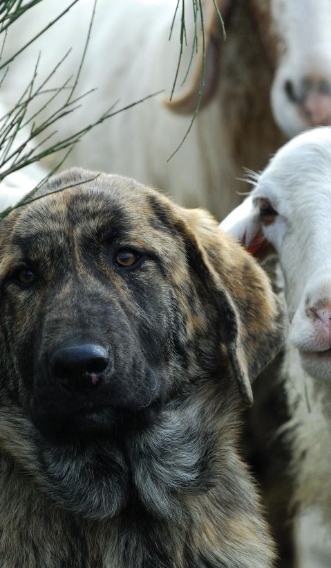 A livestock guarding dog and a sheep. 