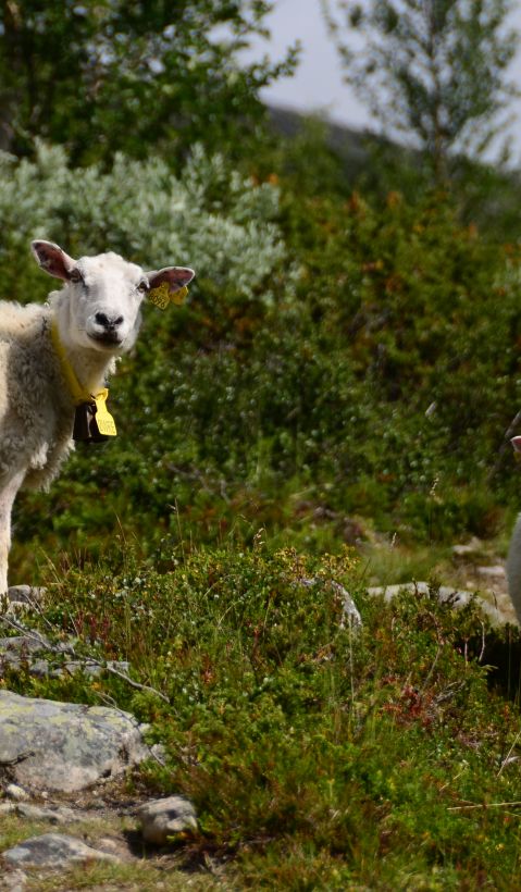 Sheep