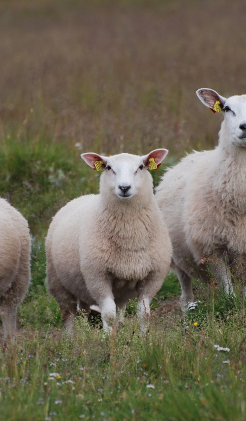Three sheep standing in a meadow and facing the camera. 