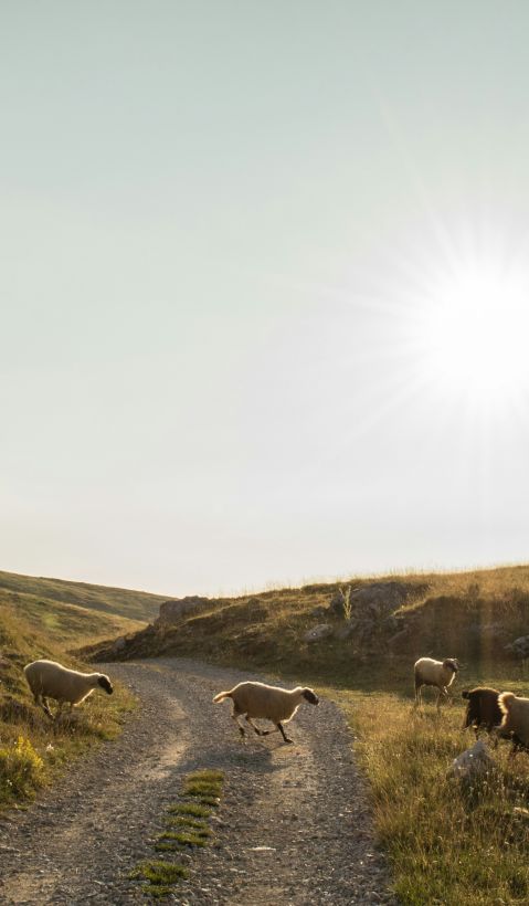 A group of sheep are running across a little road on a sunny day. 