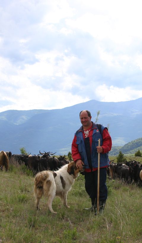 A shepherd and his livestock guarding dog stand in front of a flock of sheep.  