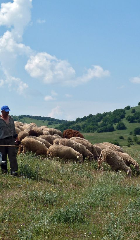 A Polish shepherd walks next to his flock of sheep on a green pasture.