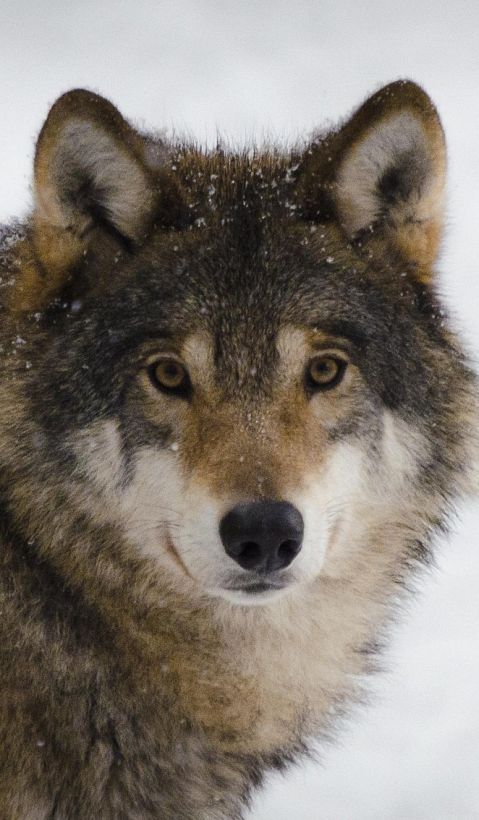 A wolf ist standing between two trees and looks into the camera.