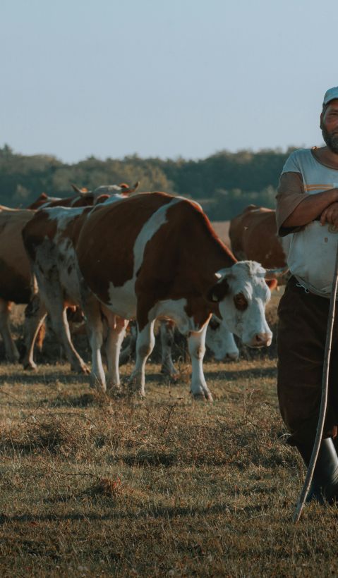 A pastoralist is standing in front a group of cows and his dog. 