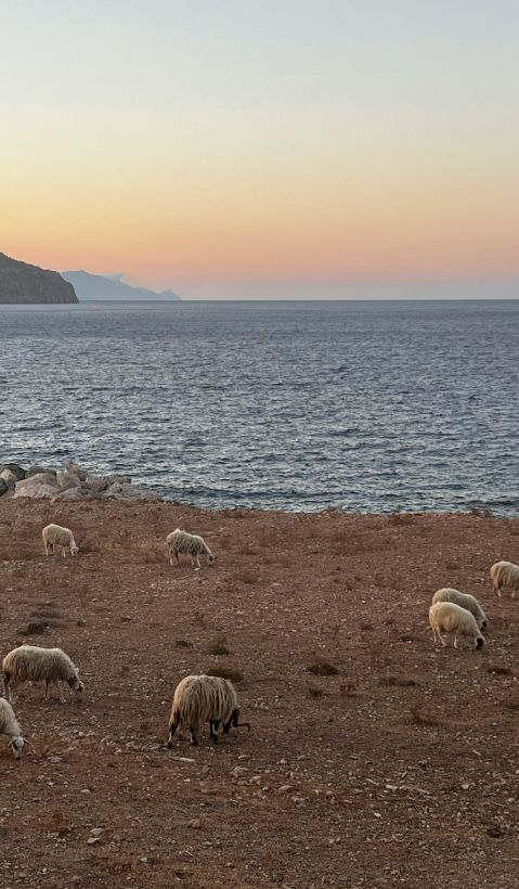 A flock of sheep grazing with the ocean in the background.