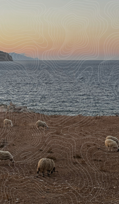 A flock of sheep grazing with the ocean in the background.