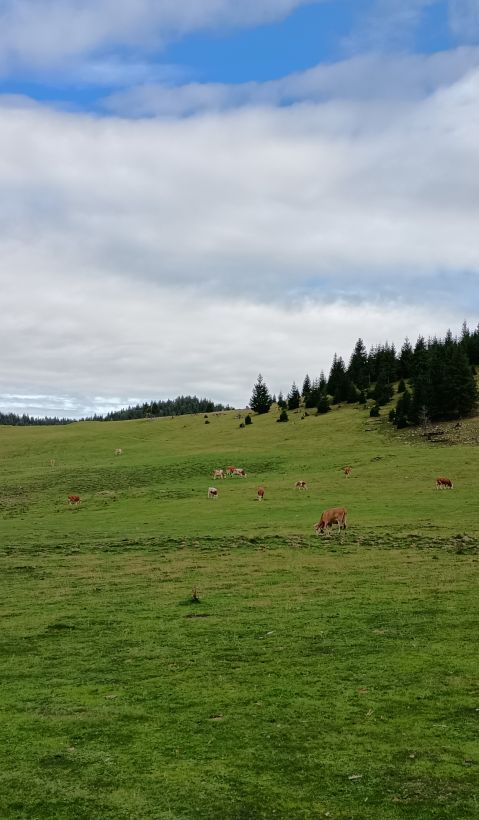 Cattle on a pasture. 