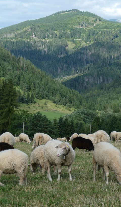 Sheep grazing near a village with the mountains in the background. 