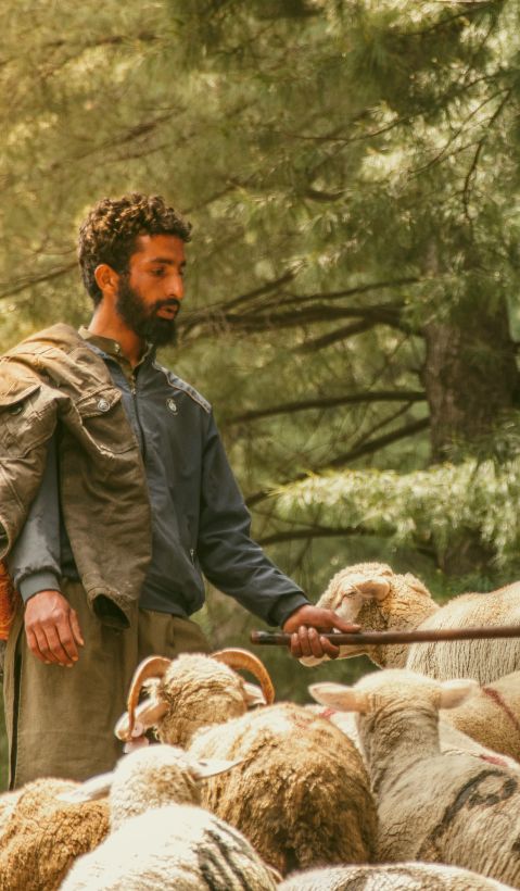 A shepherd and his sheep in a forest. 
