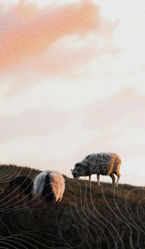 Sheep on top of a hill