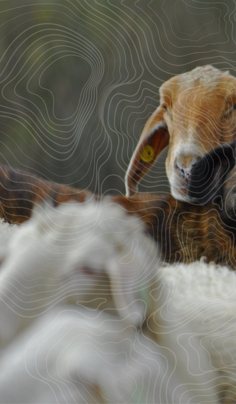 A brown livestock guarding dog within a flock of sheep. 